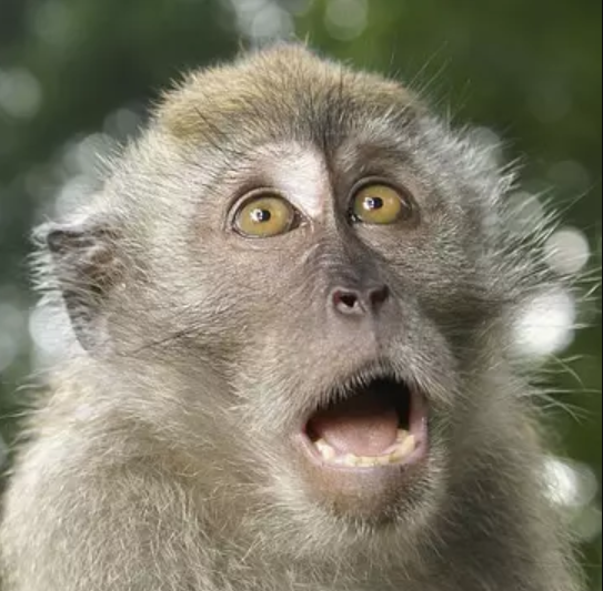 20. Choose the correct animal based on the definition: