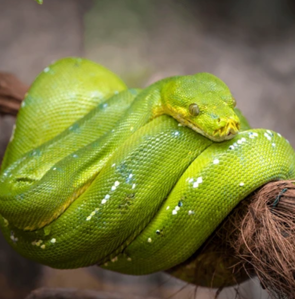 20. Choose the correct animal based on the definition: