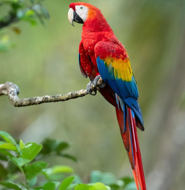 20. Choose the correct animal based on the definition: